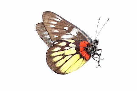 butterfly isolated in white background. Stock Photo - Budget Royalty-Free & Subscription, Code: 400-05235172