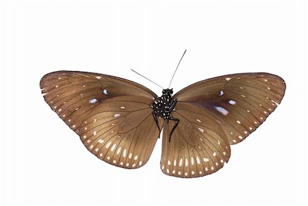 simsearch:400-08402802,k - butterfly isolated in white background. Stockbilder - Microstock & Abonnement, Bildnummer: 400-05235184