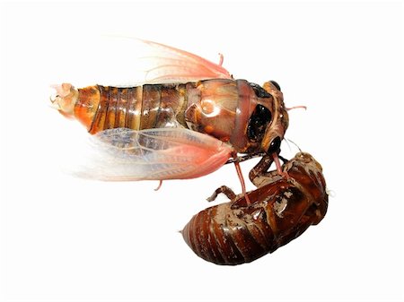 simsearch:400-05258669,k - insect cicada and molt isolated Foto de stock - Super Valor sin royalties y Suscripción, Código: 400-05235187