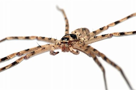 simsearch:400-04645267,k - giant spider isolated in white background Stock Photo - Budget Royalty-Free & Subscription, Code: 400-05235180