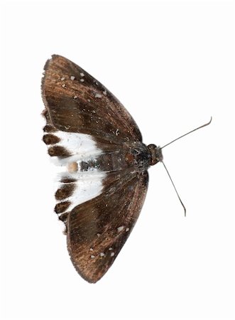 simsearch:400-06084186,k - butterfly isolated in white background. Foto de stock - Royalty-Free Super Valor e Assinatura, Número: 400-05235181