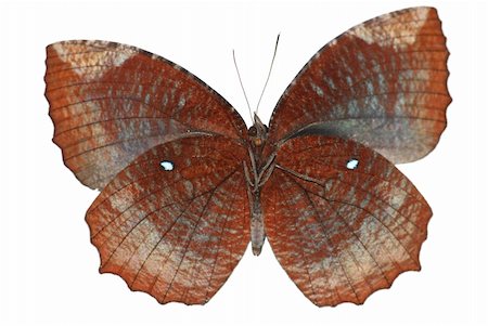 simsearch:400-08402802,k - butterfly isolated in white background. Stockbilder - Microstock & Abonnement, Bildnummer: 400-05235183