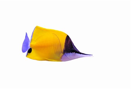 salt water fish aquarium - Yellow Longnose Butterflyfish (forcipiger flavissimus) on a white background Stock Photo - Budget Royalty-Free & Subscription, Code: 400-05235349