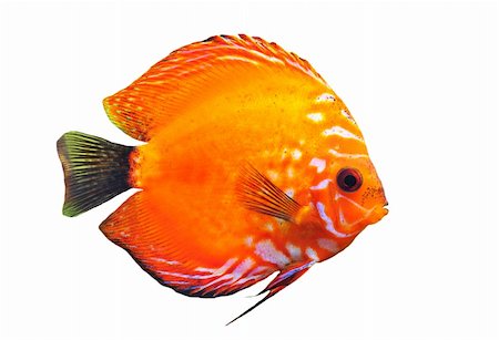 discusión - portrait of a red  tropical Symphysodon discus fish on a white background Stock Photo - Budget Royalty-Free & Subscription, Code: 400-05235359