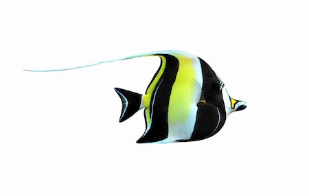 poisson-ange - portrait of a fish zanclus cornutus on a white background Photographie de stock - Aubaine LD & Abonnement, Code: 400-05235361