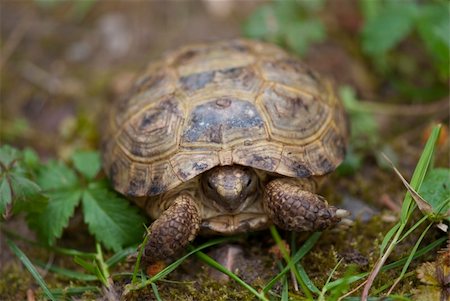 Tortoise in a Tuscan Garden, Italy Stockbilder - Microstock & Abonnement, Bildnummer: 400-05236106