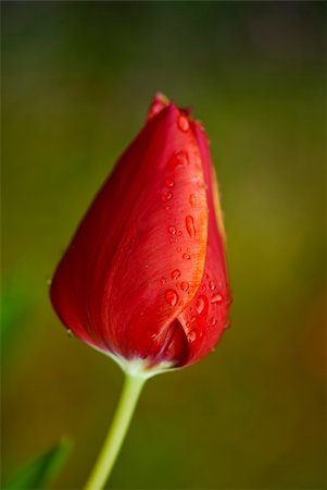 simsearch:400-06073508,k - Closed Red Tulip on a Tuscan Garden, Italy Photographie de stock - Aubaine LD & Abonnement, Code: 400-05236109