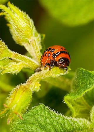 simsearch:400-04434050,k - The red larva Colorado beetle eats a potato leaves. Stock Photo - Budget Royalty-Free & Subscription, Code: 400-05236344