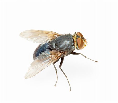 simsearch:400-04725341,k - Common fly - a hotbed of infection, isolated on a white background Photographie de stock - Aubaine LD & Abonnement, Code: 400-05236347