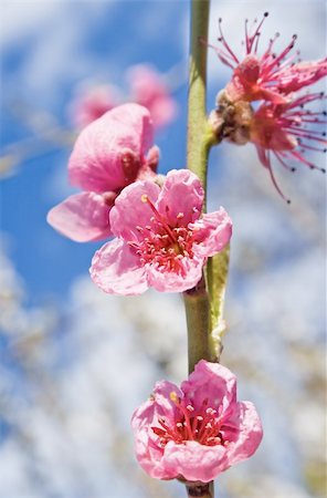 simsearch:400-04258779,k - Blossoms on a peach tree in spring Stock Photo - Budget Royalty-Free & Subscription, Code: 400-05236626