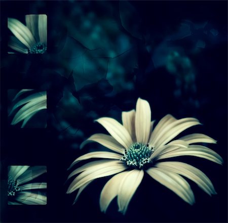 simsearch:400-07298791,k - Compilation photo of flower with  grunge effect. Would make an elegant background. Stockbilder - Microstock & Abonnement, Bildnummer: 400-05236627