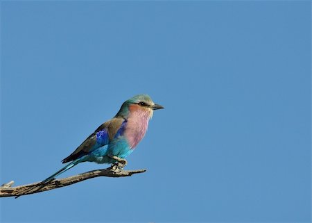 Lilacbreasted Roller (Coracias caudata) in the Kruger Park, South Africa. Fotografie stock - Microstock e Abbonamento, Codice: 400-05237167