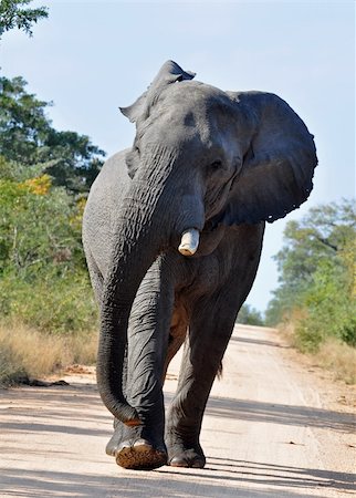 simsearch:400-04479869,k - An aggressive African Elephant in the Kruger Park, South Africa. Photographie de stock - Aubaine LD & Abonnement, Code: 400-05237169
