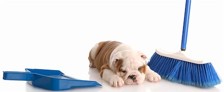 pooping - messy dog - english bulldog puppy laying beside a blue broom and dust pan Stock Photo - Budget Royalty-Free & Subscription, Code: 400-05237353