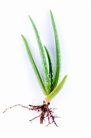 Baby Aloe Vera plant on white background Stock Photo - Budget Royalty-Free & Subscription, Code: 400-05237402