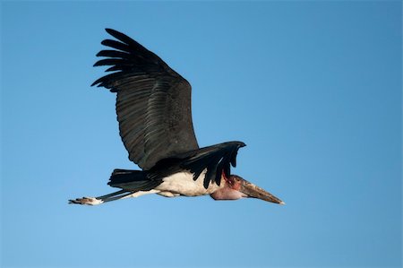 Marabou Stork, Serengeti National Park, Serengeti, Tanzania, Africa Stock Photo - Budget Royalty-Free & Subscription, Code: 400-05237431