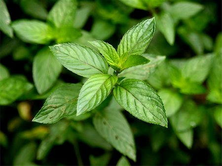 pepper mint tea - Close up view of a peppermint plant Stock Photo - Budget Royalty-Free & Subscription, Code: 400-05237586