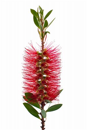 Red bottle-brush tree branch isolated on white background. Stock Photo - Budget Royalty-Free & Subscription, Code: 400-05237643