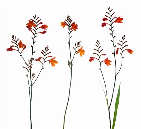 Orange Marsh Gladiolus flowers isolated against white. Foto de stock - Royalty-Free Super Valor e Assinatura, Número: 400-05238337