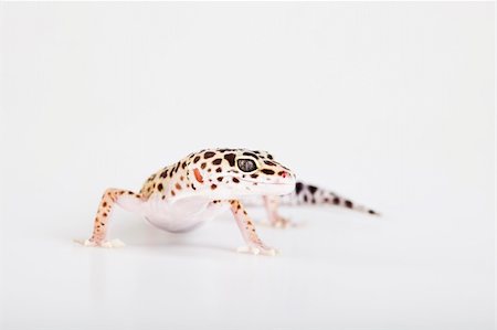 simsearch:400-04000990,k - Gecko reptile lizard Stock Photo - Budget Royalty-Free & Subscription, Code: 400-05238404