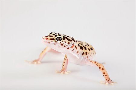 simsearch:400-04000990,k - Gecko reptile lizard Stock Photo - Budget Royalty-Free & Subscription, Code: 400-05238405