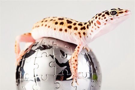 simsearch:400-05260189,k - Gecko reptile lizard Stockbilder - Microstock & Abonnement, Bildnummer: 400-05238408