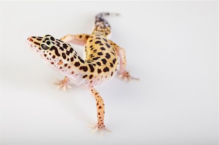 simsearch:400-04000990,k - Gecko reptile lizard Stock Photo - Budget Royalty-Free & Subscription, Code: 400-05238402