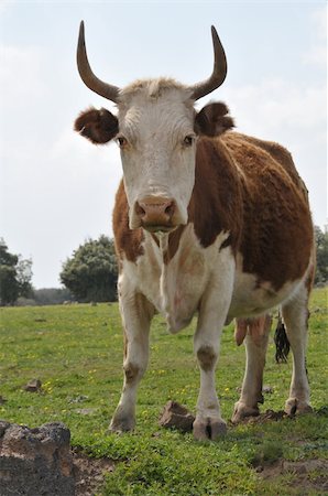 Cow standing on a pasture Foto de stock - Royalty-Free Super Valor e Assinatura, Número: 400-05238600