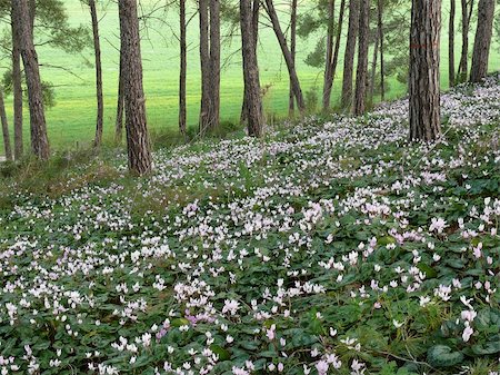 Blossoming of cyclamen in spring woods Stockbilder - Microstock & Abonnement, Bildnummer: 400-05238602