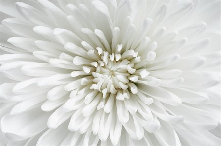 Brightly white beautiful flower close up - a natural background Stock Photo - Budget Royalty-Free & Subscription, Code: 400-05238624