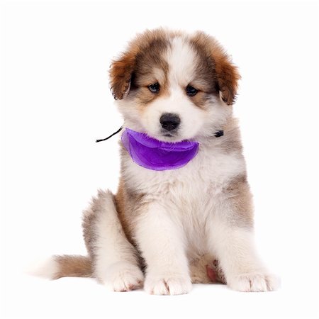 simsearch:400-04353812,k - picture of a small bucovinean shepard puppy over white Stockbilder - Microstock & Abonnement, Bildnummer: 400-05238696