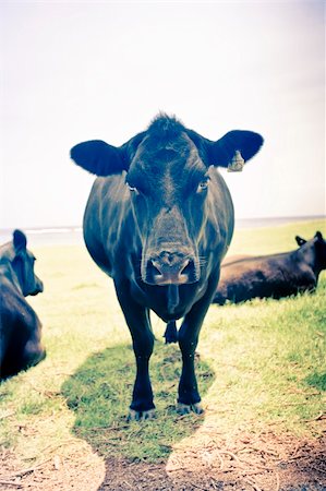 dairy cow head - Cow in nature Stock Photo - Budget Royalty-Free & Subscription, Code: 400-05238841