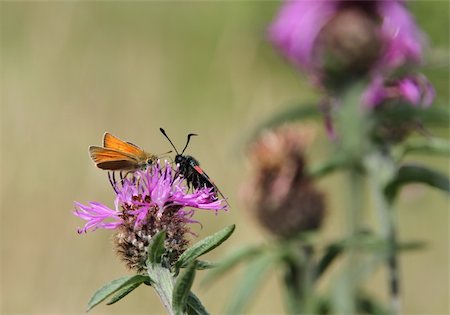 Little skipper, Thymelicus sylvestris, and six-spot burnet, Zygaena filipendulae, on knapweed, Centaurea. Foto de stock - Super Valor sin royalties y Suscripción, Código: 400-05239439