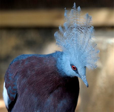 simsearch:400-04269229,k - A bird with blue plumage and crest of feathers. Foto de stock - Royalty-Free Super Valor e Assinatura, Número: 400-05239639