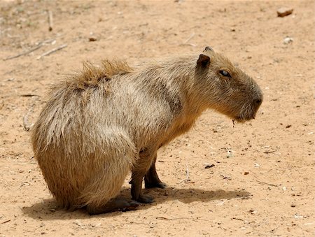 simsearch:400-04269229,k - Agouti, a large rodent from South America. Foto de stock - Royalty-Free Super Valor e Assinatura, Número: 400-05239645