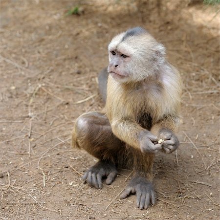 simsearch:400-04269229,k - A monkey in a zoo, game and asking for food. Foto de stock - Royalty-Free Super Valor e Assinatura, Número: 400-05239640