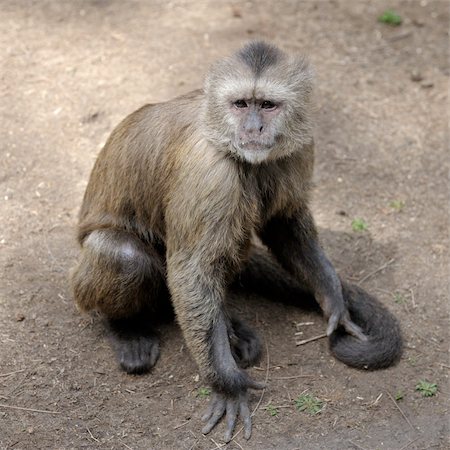 simsearch:400-04269229,k - A monkey in a zoo, game and asking for food. Foto de stock - Royalty-Free Super Valor e Assinatura, Número: 400-05239641