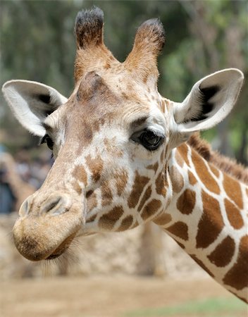 simsearch:400-04269229,k - Giraffe at the zoo, head close-ups. Foto de stock - Royalty-Free Super Valor e Assinatura, Número: 400-05239643