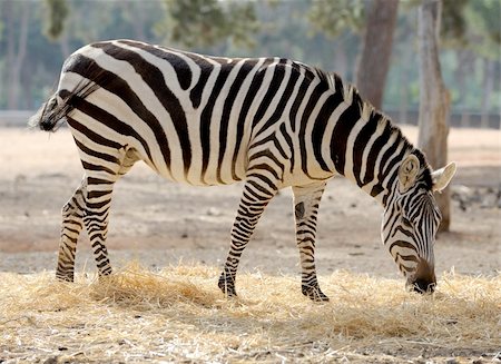 endangered animal skins - A strip of black, a strip of white - zebra in a zoo. Stock Photo - Budget Royalty-Free & Subscription, Code: 400-05239654