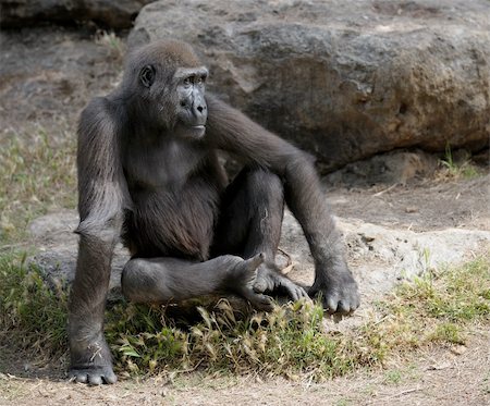 Gorillas in the zoo, big and important. Stock Photo - Budget Royalty-Free & Subscription, Code: 400-05239652