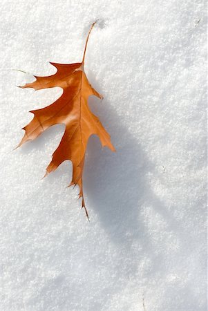 Brown leaf in November fell to an early snow. Stock Photo - Budget Royalty-Free & Subscription, Code: 400-05239688