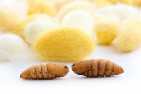 silk thread texture - cocoon silkworm  many silk worm yellow white Stock Photo - Budget Royalty-Free & Subscription, Code: 400-05239955