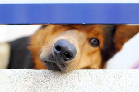 simsearch:400-07303856,k - alone sad dog muzzle portrait looking little balcony window hole Stock Photo - Budget Royalty-Free & Subscription, Code: 400-05239959