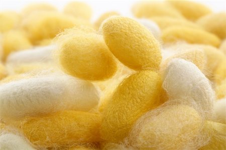 silk thread texture - cocoon silkworm  many silk worm yellow white Stock Photo - Budget Royalty-Free & Subscription, Code: 400-05239951