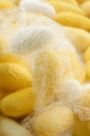 silk thread texture - silkworm cocoon macro detail many silk worm yellow Stock Photo - Budget Royalty-Free & Subscription, Code: 400-05239952