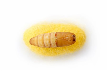 silk thread texture - chrysalis silkworm up over silk worm cocoon Stock Photo - Budget Royalty-Free & Subscription, Code: 400-05239953