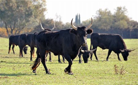 black purebred Camargue bulls in a field Stock Photo - Budget Royalty-Free & Subscription, Code: 400-05230134