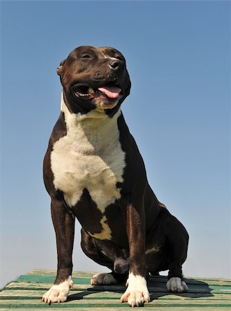 simsearch:400-06565923,k - portrait of an american  staffordshire terrier in a blue sky Photographie de stock - Aubaine LD & Abonnement, Code: 400-05230135