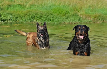 simsearch:400-04611917,k - two dogs in river:  belgian shepherd malinois and a rottweiler Photographie de stock - Aubaine LD & Abonnement, Code: 400-05230171