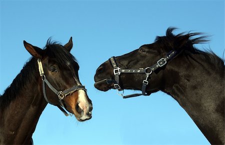 pontuse (artist) - Two black horses of which one is bored Stockbilder - Microstock & Abonnement, Bildnummer: 400-05230292